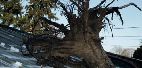 Nos Arbres Qui Sont Aux Cieux III